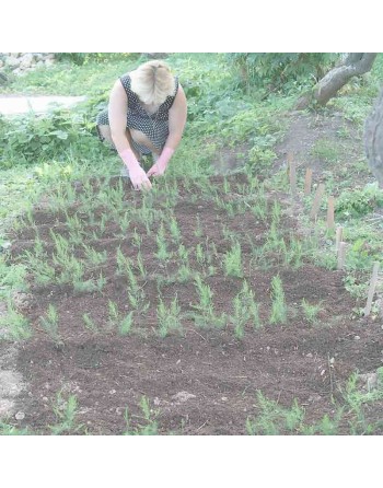 Old Fashioned Mary Washington Asparagus Seeds, Vegetables - [ Seed2Go.ca ] - [Seed Packets] - Asparagus - 