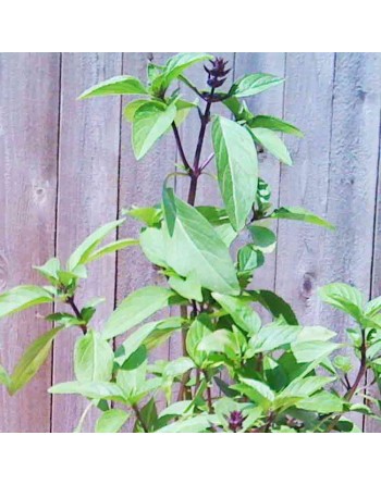 Sweet Thai Basil Seeds, Southeast Asia, Basil Seeds - [ Seed2Go.ca ] - [Seed Packets] - Herb Seeds - 