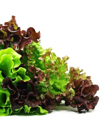 Red Crystal Batavian Lettuce, Crisp Lettuce, Europe & Southeast Asia - [ Shop Canadian Seeds Online ]  - Lettuce - 