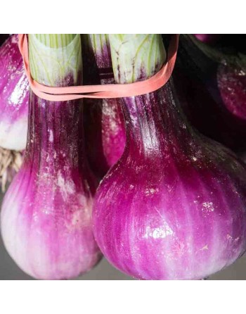 Spicy Red Creole Onion, South American, Cajun Flavor Onion Seeds - [ Shop Canadian Seeds Online ]  - Onion - 