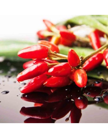 Malaguetinha Malagueta Pepper, Brazilian Pepper, Fiery Mild/Hot Pepper Seeds - [ Seed2Go.ca ] - [Seed Packets] - Pepper Seeds - 