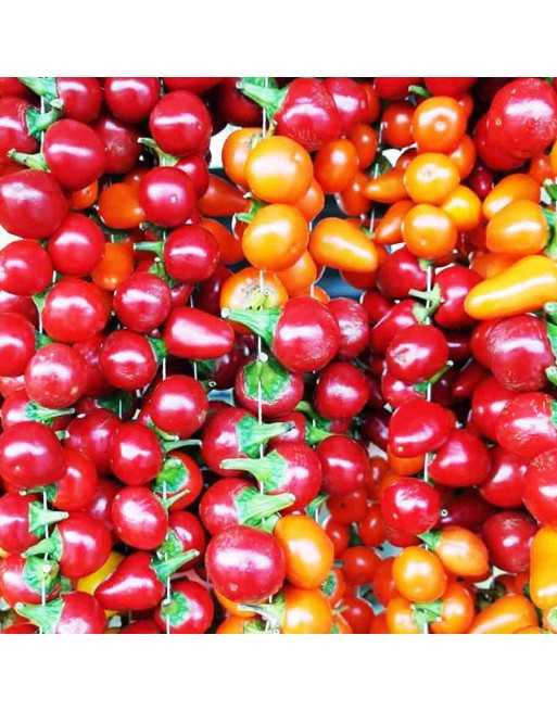 Alma Apple Paprika Pepper Seeds, Hungary Origin, Sweet Mild Pepper - [ Seed2Go.ca ] - [Seed Packets] - Pepper Seeds - 