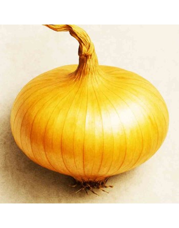 Onion Borettana Of Parma, Italy, Cipolline Flat Onion Seeds - [ Shop Canadian Seeds Online ]  - Onion - 