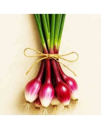 Red Baron Bunching Onion, Organic Onion Seeds - [ Shop Canadian Seeds Online ]  - Onion - 