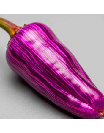 Purple Tiger Pepper Chilli, North American, Pepper Seeds - [ Shop Canadian Seeds Online ]  - Pepper Seeds - 