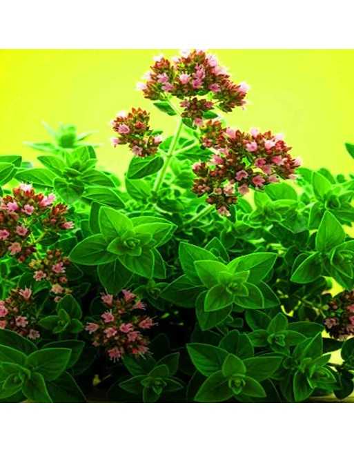 Italian Oregano, Herb - [ Seed2Go.ca ] - [Seed Packets] - Herb Seeds - 