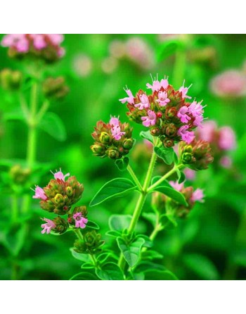 Italian Oregano, Herb - [ Seed2Go.ca ] - [Seed Packets] - Herb Seeds - 