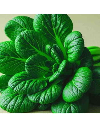 Tat Soi Mustard Baby Green Seeds, Asian Salad Green, Tat Choy, Brassica Rapa, Spinach, Cabbage Drooping Vegetable - [ Shop Canad