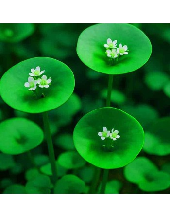 Claytonia Miners Lettuce, Salad Green, Winter Purslane - [ Seed2Go.ca ] - [Seed Packets] - Mustard & Greens - 