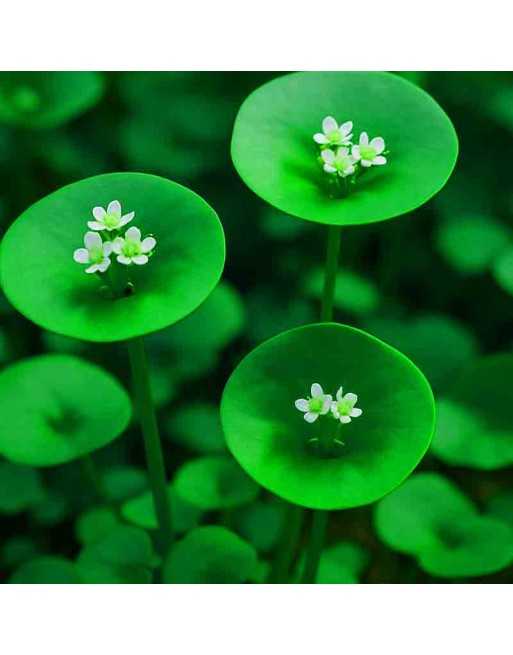 Claytonia Miners Lettuce, Salad Green, Winter Purslane - [ Seed2Go.ca ] - [Seed Packets] - Mustard & Greens - 