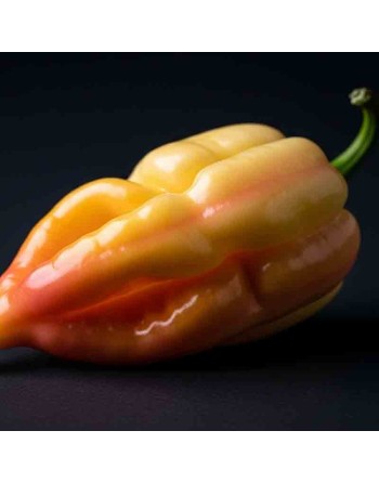 Naga Morich Cappuccino Pepper, Trinidad and Tobago, Super Hot Pepper Seeds - [ Shop Canadian Seeds Online ]  - Pepper Seeds - 