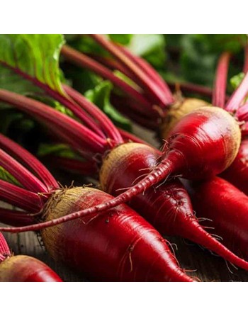 Long Cylindra Beets, Red, Denmark Beet Seeds - [ Seed2Go.ca ] - [Seed Packets] - Beet - 