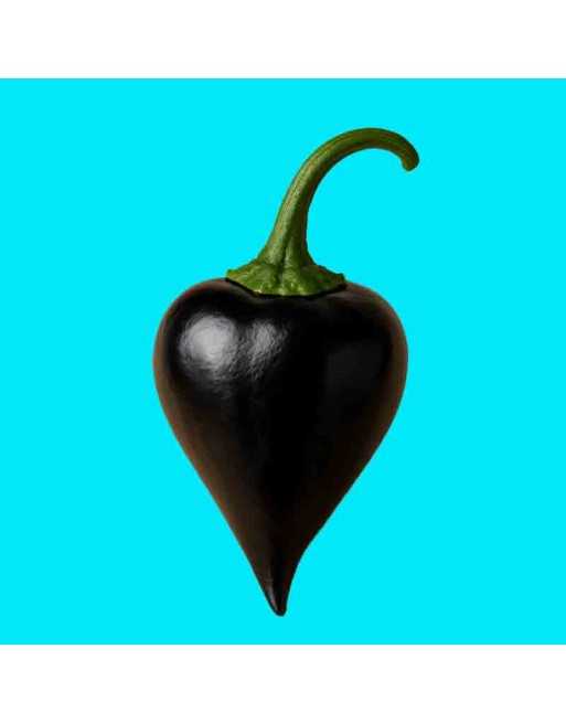 Chupetinho/Chupetinha Black Biquinho Pepper Seeds, Mild Pepper, Brazillian - [ Shop Canadian Seeds Online ]  - Pepper Seeds - 