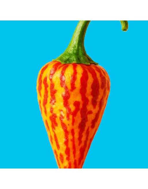 Naga Tiger DD Diego Drax Pepper, Comp to Ghost Pepper, Super Hot Pepper Seeds - [ Shop Canadian Seeds Online ]  - Pepper Seeds -