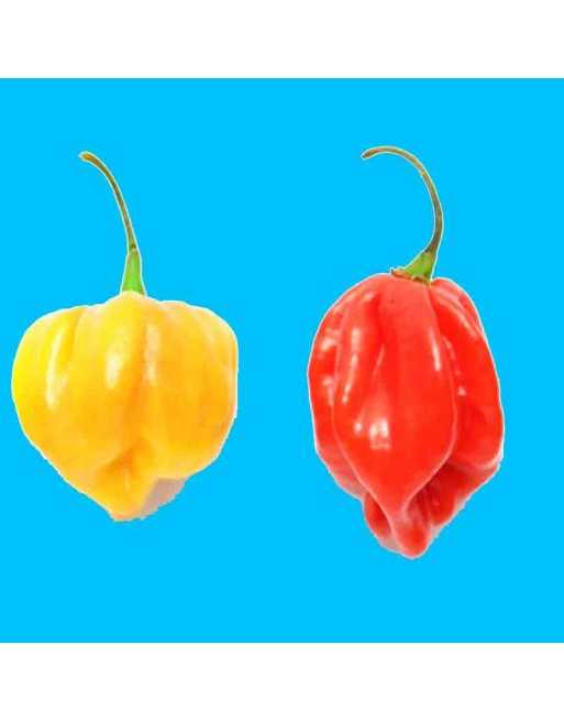Ají Dulce Cachucha, Latin American, Venezuelan Pepper, Sweet Pepper Seeds - [ Shop Canadian Seeds Online ]  - Pepper Seeds - 