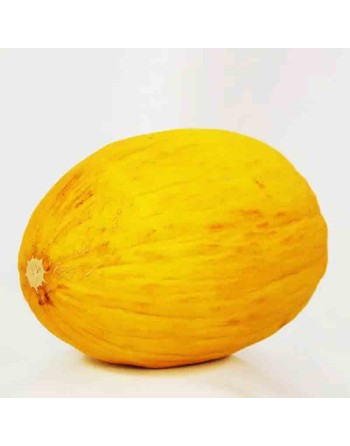 Canary Melon Seeds, Middle-East Persia - [ Shop Canadian Seeds Online ]  - Melon - 