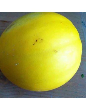 Canary Melon Seeds, Middle-East Persia - [ Shop Canadian Seeds Online ]  - Melon - 