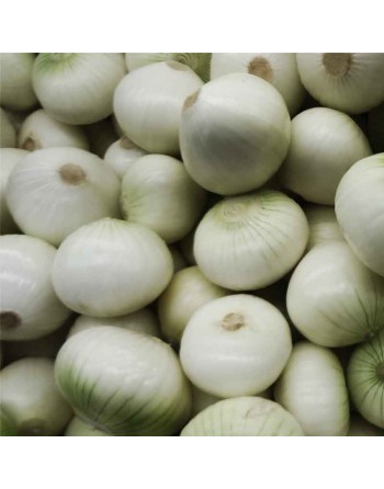 Spanish White Onion, Globe Onion, Giant, Onion Seeds - [ Seed2Go.ca ] - [Seed Packets] - Onion - 