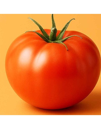 New Yorker Tomato Seeds, Slicing Tomato, North American - [ Seed2Go.ca ] - [Seed Packets] - Tomato Seeds - 