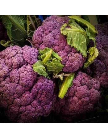 Violetta Cauliflower, Italian Violetta Italia, Cauliflower Seeds - [ Seed2Go.ca ] - [Seed Packets] - Cauliflower - 