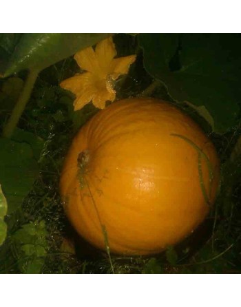 Big Max Pumpkin, Organic, 100lb Max, Pumpkin Seeds - [ Seed2Go.ca ] - [Seed Packets] - Pumpkin - 