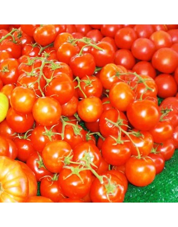 Strawberry Sweet Cherry Tomato Seeds, Red Cherry Tomato, German - [ Seed2Go.ca ] - [Seed Packets] - Grape & Cherry Tomatoes - 