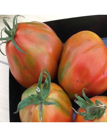 Cesare's Canestrino di Lucca, Organic, Ribbed/Beefsteak Tomato Seeds - [ Seed2Go.ca ] - [Seed Packets] - Tomato Seeds - 