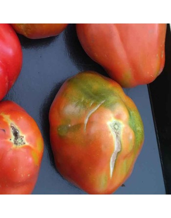 Cesare's Canestrino di Lucca, Organic, Ribbed/Beefsteak Tomato Seeds - [ Seed2Go.ca ] - [Seed Packets] - Tomato Seeds - 