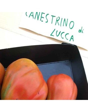Cesare's Canestrino di Lucca, Organic, Ribbed/Beefsteak Tomato Seeds - [ Seed2Go.ca ] - [Seed Packets] - Tomato Seeds - 