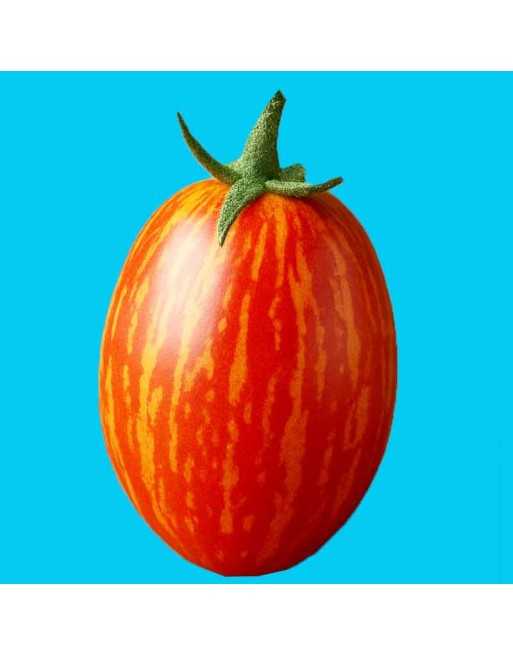 Speckled / Striped Roma Tomato, Paste Tomato Seeds, Plum, Heirloom - [ Seed2Go.ca ] - [Seed Packets] - Tomato Seeds - 