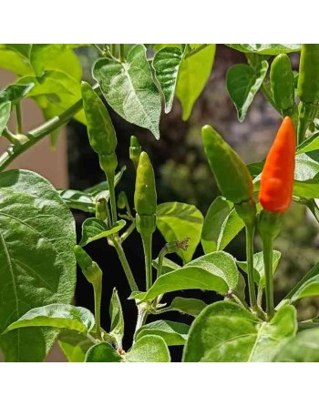 Piri-Piri Pepper Chili, African Hot Pepper, Portuguese Cuisine, Pepper Seeds - [ Shop Canadian Seeds Online ]  - Pepper Seeds - 