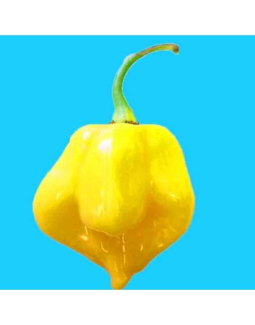 Yellow Scotch Bonnet Pepper, Extra Super Hot, Martinique Pepper, Jamaican Hot, Bahama Mama, Pepper Seeds - [ Seed2Go.ca ] - [See