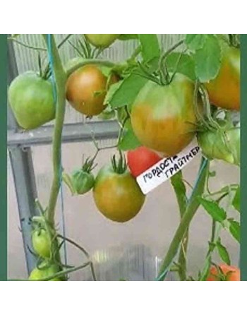 Grightmire's Pride Tomato Seeds, Oxheart, Heirloom, Indeterminate, Yugoslavian, Крупноплодный сорт сердечных томатов - [ Seed2Go