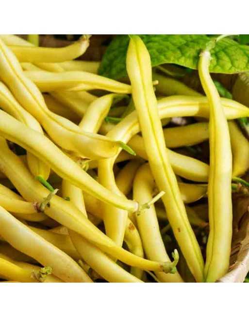 Maine Yellow Eye Bush Bean Seeds, Golden Wax Bush Bean, New England, White/Brown Seed - [ Seed2Go.ca ] - [Seed Packets] - Bush B