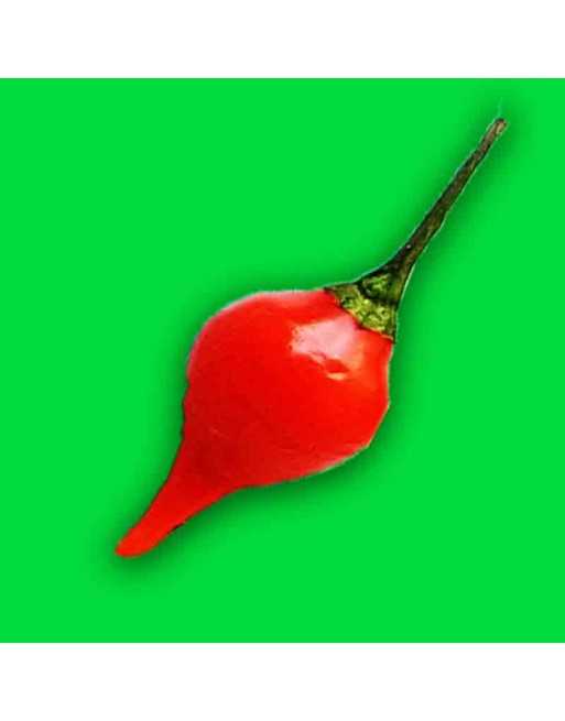 Biquinho Red Pepper, Brazil, Pepper Seeds - [ Shop Canadian Seeds Online ]  - Pepper Seeds - 