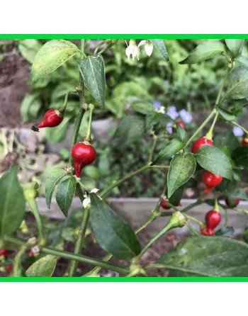 Biquinho Red Pepper, Brazil, Pepper Seeds - [ Shop Canadian Seeds Online ]  - Pepper Seeds - 