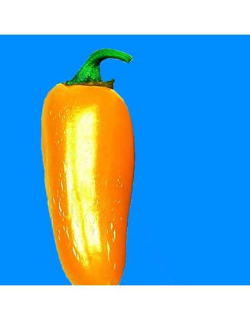 Pumpkin Spice Jalapeño, Orange Jalapeno - [ Seed2Go.ca ] - [Seed Packets] - Pepper Seeds - 