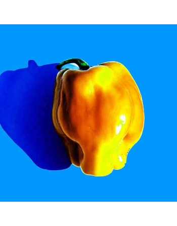 Petit Marseillais Sweet Pepper, French Cuisine Favorite, Pepper Seeds - [ Seed2Go.ca ] - [Seed Packets] - Pepper Seeds - 