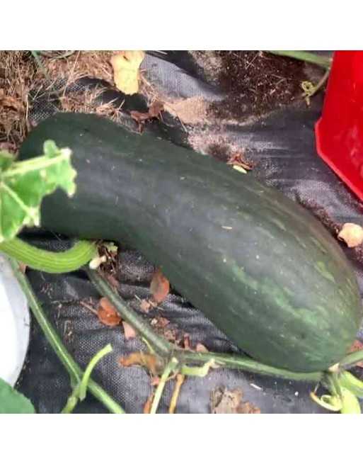 Lunga di Napoli Squash Seeds, Italy, Rare! - [ Shop Canadian Seeds Online ]  - Zucchini - 