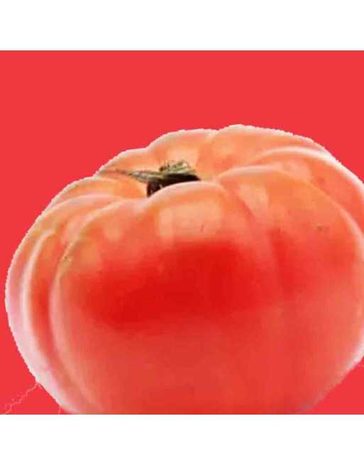 Pomodoro Pantano Romanesco Tomato, Italy, Beefsteak Tomato Seeds - [ Seed2Go.ca ] - [Seed Packets] - Tomato Seeds - 