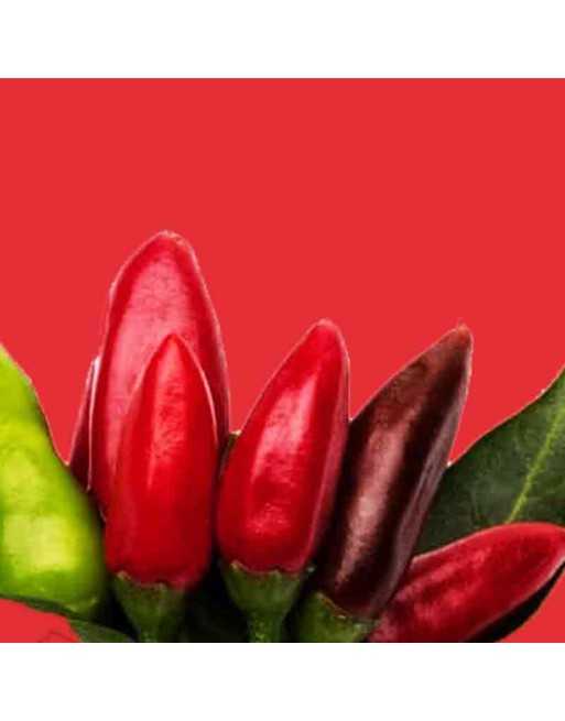 Etna Chili Pepper, Mild Pepper Seeds, Sicily Italy - [ Seed2Go.ca ] - [Seed Packets] - All Peppers - 