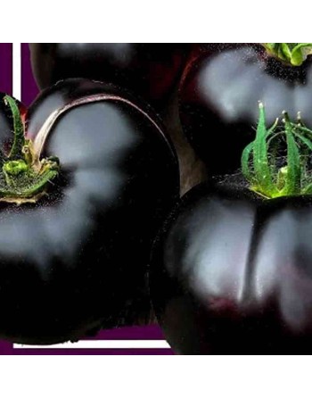 Black Beauty Tomato, Slicing Tomato, Hybrid Boar and Pink Berkeley - [ Shop Canadian Seeds Online ]  - Tomato Seeds - 