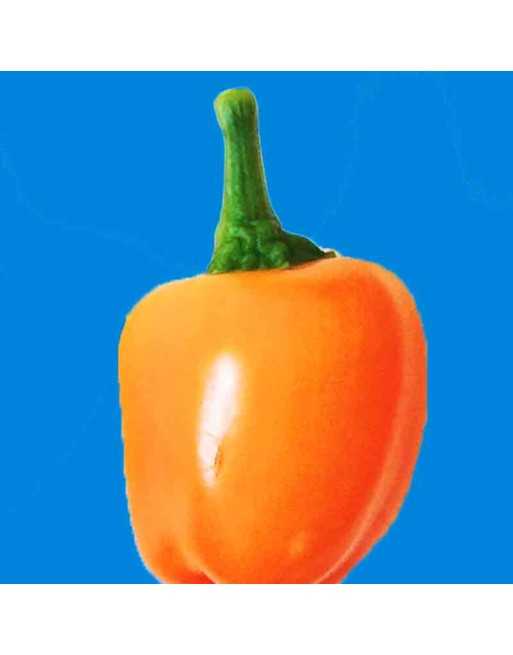 Mini Snacking Orange Bell Pepper, Sweet Pepper Seeds, Stuffer, Sandwich Pepper - [ Seed2Go.ca ] - [Seed Packets] - Pepper Seeds 