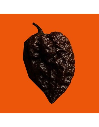 Apocalypse Chocolate Scorpion Pepper Trinidad & Tobago  Pepper Seeds - [ Shop Canadian Seeds Online ]  - Pepper Seeds - 