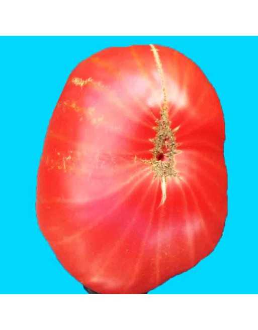 Rosa di Sorrento Oxheart Tomato, Salad Tomato, Caprese Style, Italia - [ Seed2Go.ca ] - [Seed Packets] - Tomato Seeds - 