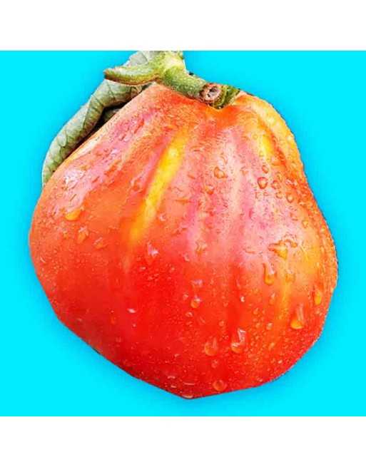 Oxheart Tomato, Cuor Di Albenga, Heart of Beef from Italy, Tomato Seeds - [ Shop Canadian Seeds Online ]  - Tomato Seeds - 