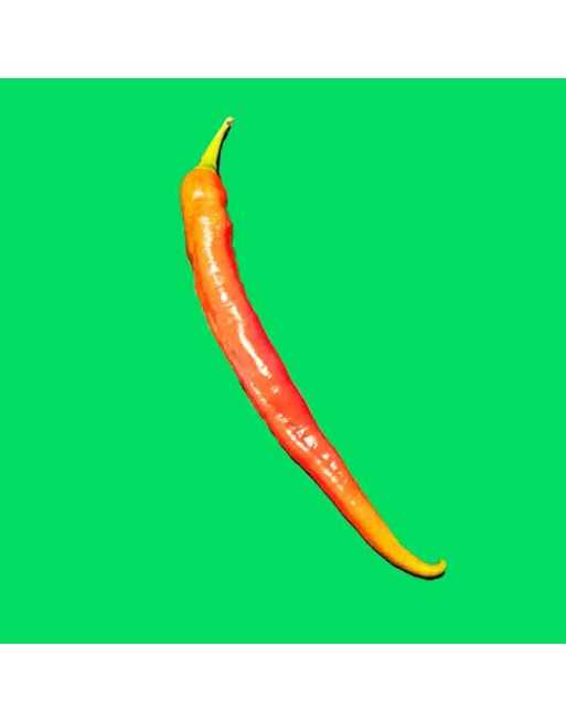 Wildcat Cayenne Chili F1 Hot Pepper, Cayenne Piccante, Peperoncino Piccante Di Cayenna, Pepper Seeds - [ Seed2Go.ca ] - [Seed Pa