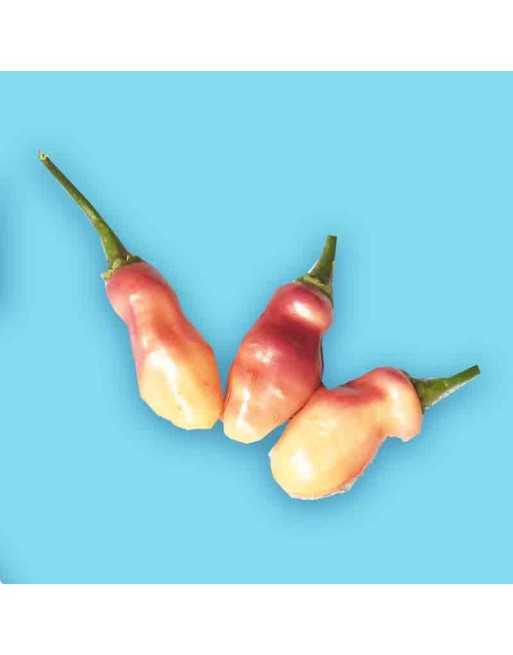 Figaldo Roxa Pepper, Brazil, South American, Habanero Relative, Bonsai Chile Pepper Pepper Seeds - [ Shop Canadian Seeds Online 