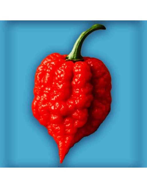 Devils Brain Pepper, Super Hot Pepper, North American  Pepper Seeds - [ Seed2Go.ca ] - [Seed Packets] - Super Hot Peppers - 
