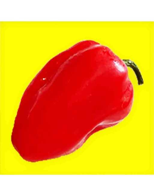 Caribbean Jerk Chicken Pepper, Tobago Seasoning, Mild Pepper Seeds - [ Shop Canadian Seeds Online ]  - Pepper Seeds - 